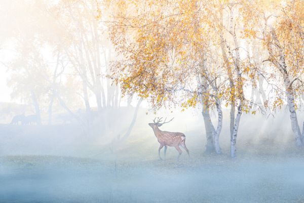 PHOTOWALL / Elk Lost in Mist (e324063)