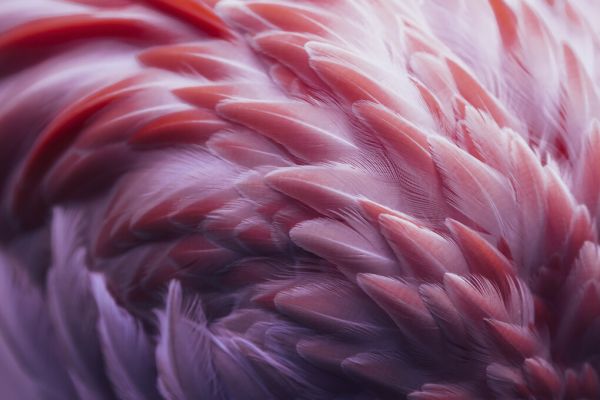 PHOTOWALL / Flamingo (e324070)