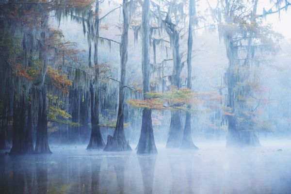 PHOTOWALL / Foggy Swamp Morning (e324075)