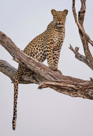 PHOTOWALL / Leopard Portrait (e324080)