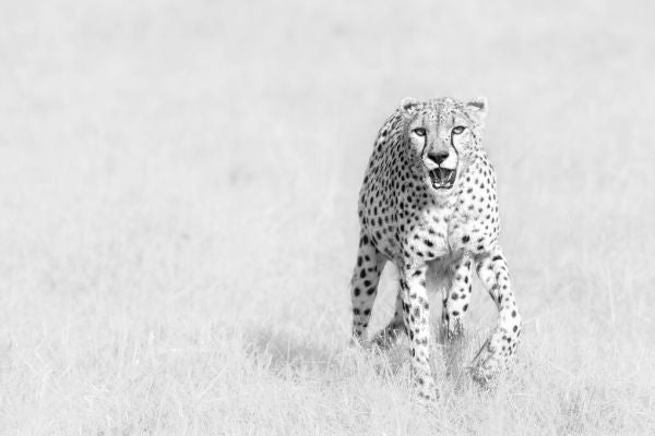 PHOTOWALL / Cheetah (e324081)