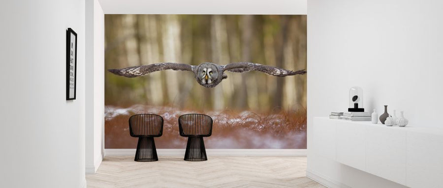 PHOTOWALL / Great Grey Owl (e324089)