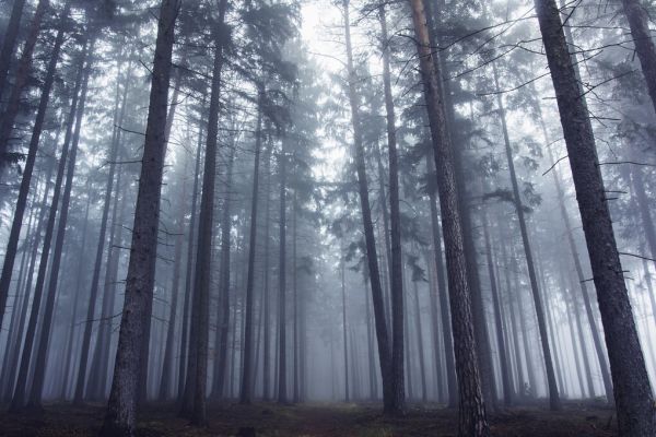 PHOTOWALL / Mysterious Foggy Forest (e324090)