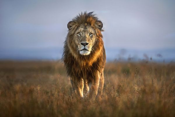 PHOTOWALL / Lion Close Up (e324098)