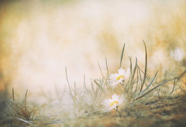 PHOTOWALL / Daisy (e324106)