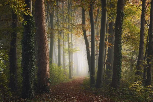 PHOTOWALL / Autumn Colorful Forest (e324125)