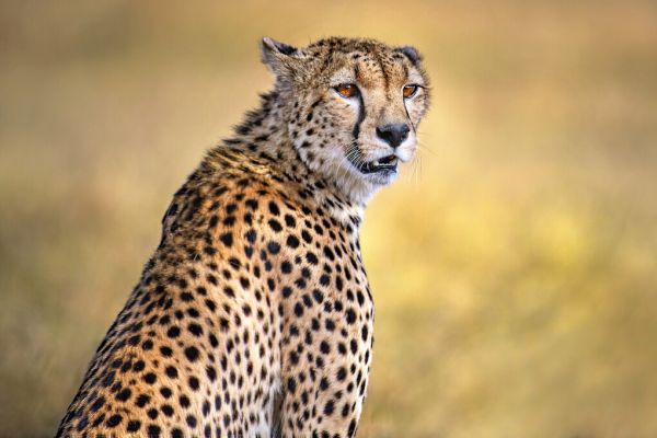 PHOTOWALL / Cheetah Portrait (e324130)