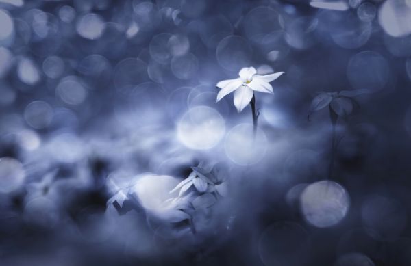 PHOTOWALL / Sparkling Background (e324131)
