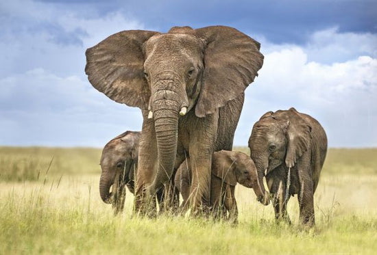 PHOTOWALL / Protecting Elephant Mom (e324136)