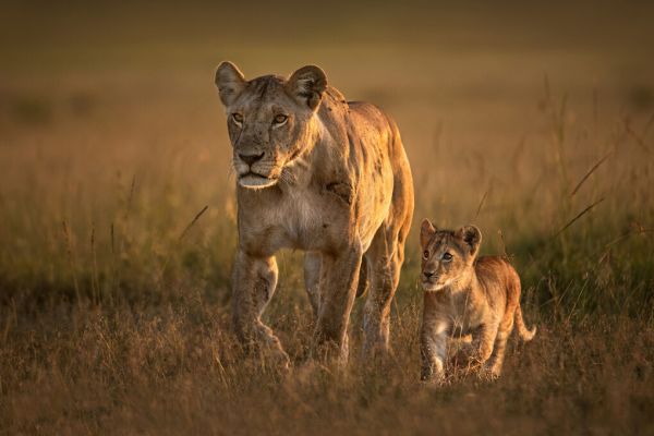 PHOTOWALL / Mom Lioness with Cub (e324433)