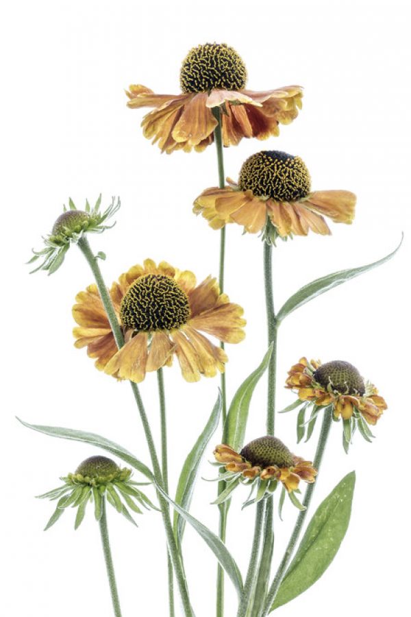 PHOTOWALL / Helenium (e324435)