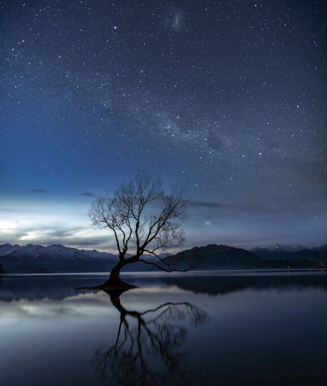 PHOTOWALL / Wanaka Tree (e324436)