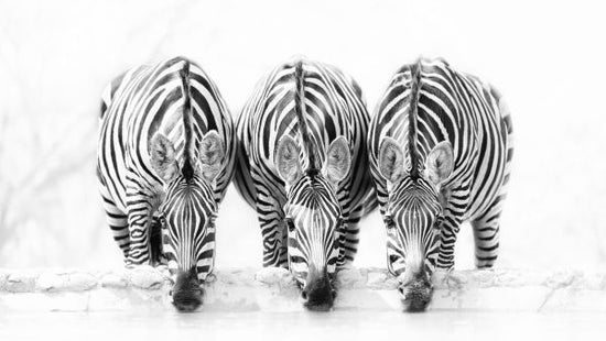 PHOTOWALL / Zebras (e324437)