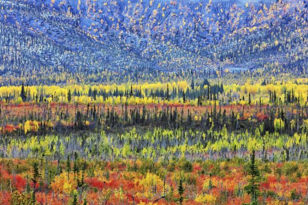 PHOTOWALL / Fall Color in The Mountain (e324454)
