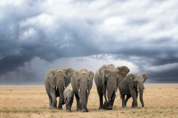 PHOTOWALL / Elephant Walk (e324461)