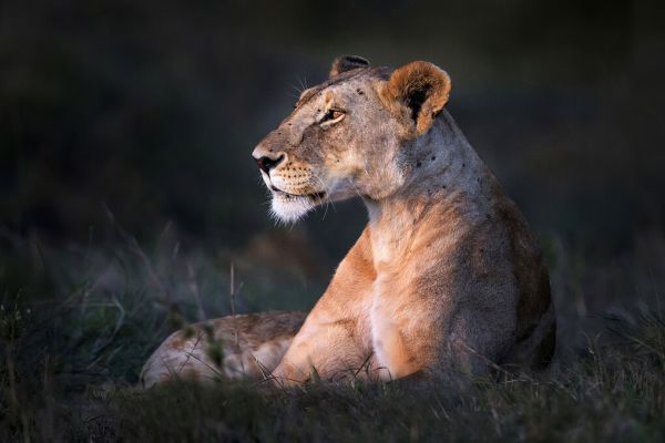 PHOTOWALL / Lone Lioness (e324468)