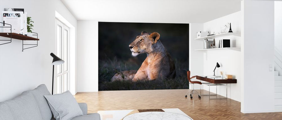 PHOTOWALL / Lone Lioness (e324468)