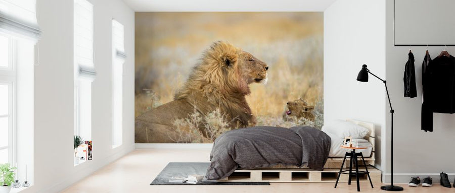 PHOTOWALL / Male Lion with Cub (e324469)