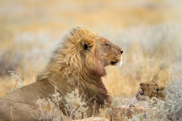 PHOTOWALL / Male Lion with Cub (e324469)