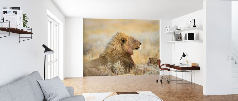 PHOTOWALL / Male Lion with Cub (e324469)