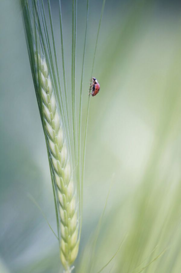 PHOTOWALL / Beetle (e324470)