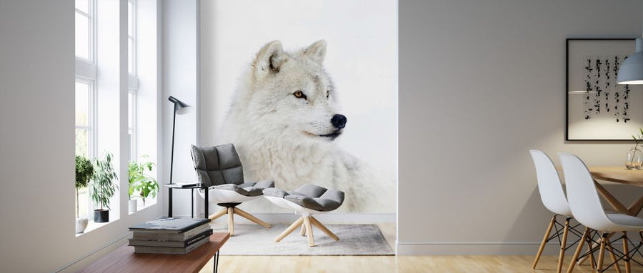 PHOTOWALL / Portrait of an Arctic Wolf (e324475)