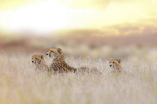 PHOTOWALL / Cheetah Family (e324478)