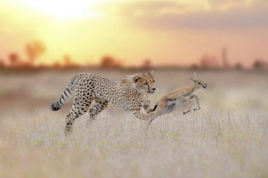 PHOTOWALL / Cheetah Hunting a Gazelle (e324479)