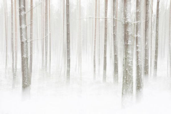 PHOTOWALL / Winterforest in Sweden (e324487)