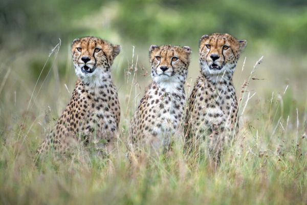 PHOTOWALL / Cheetah Cubs (e324503)