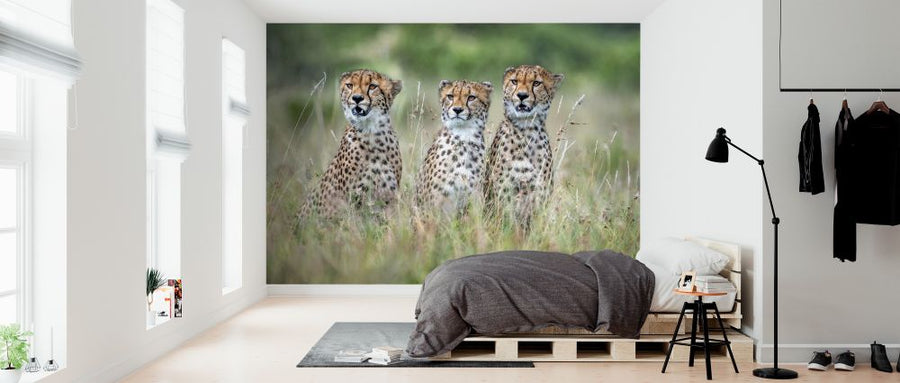 PHOTOWALL / Cheetah Cubs (e324503)