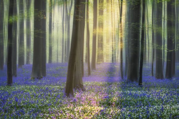 PHOTOWALL / Daydreaming of Bluebells (e324510)