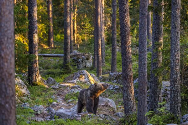 PHOTOWALL / Bear III (e324860)