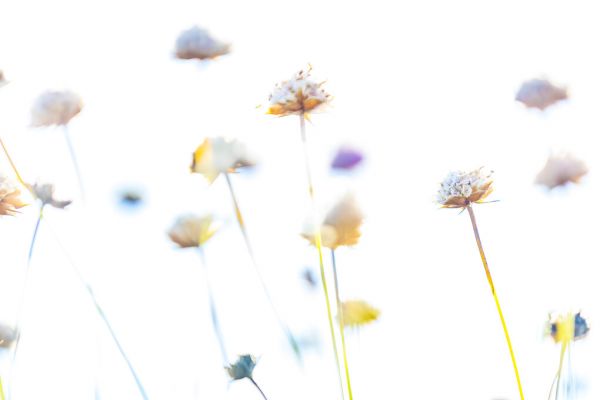 PHOTOWALL / Abstract Flowers III (e324864)