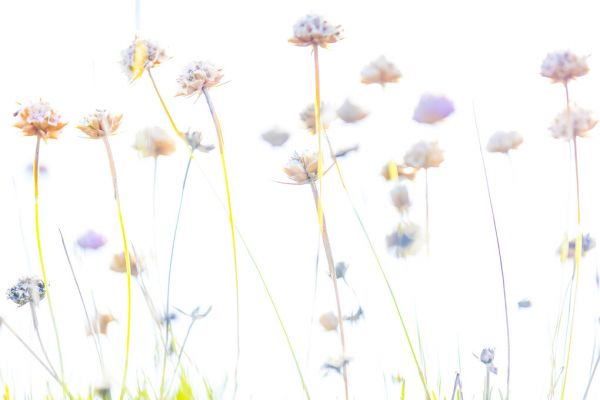 PHOTOWALL / Abstract Flowers IIII (e324865)