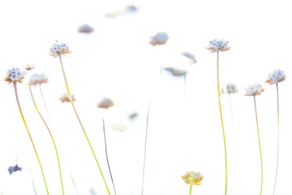 PHOTOWALL / Abstract Flowers V (e324866)