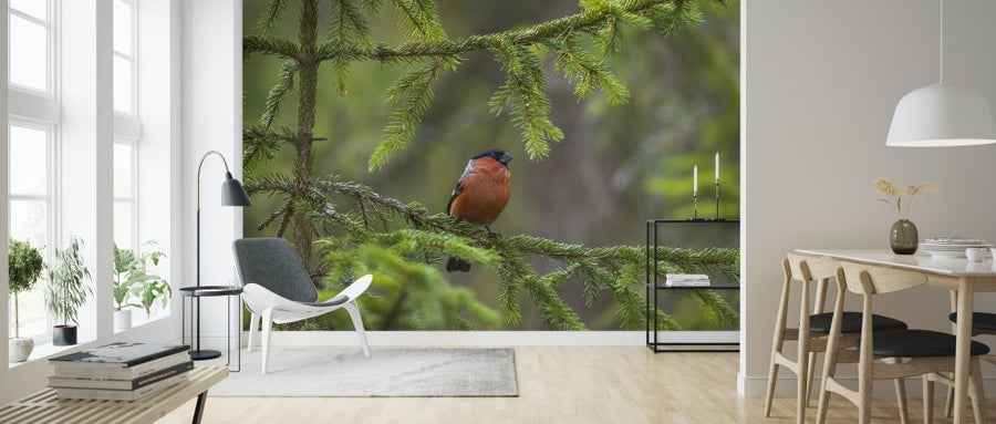 PHOTOWALL / Bullfinch (e324867)