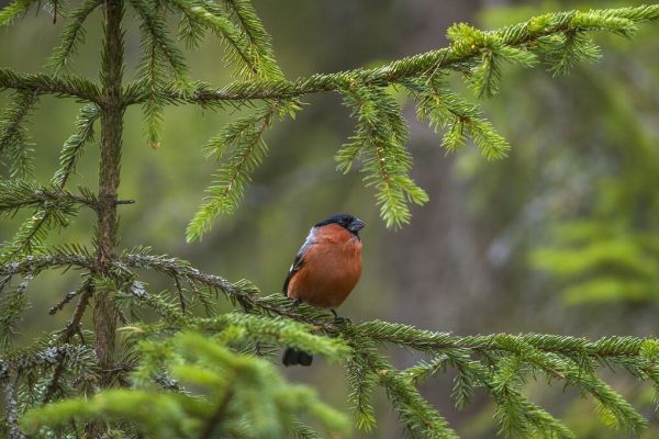 PHOTOWALL / Bullfinch (e324867)