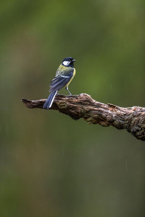 PHOTOWALL / Bullfinch II (e324868)