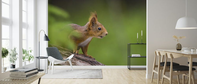 PHOTOWALL / Squirrel (e324869)
