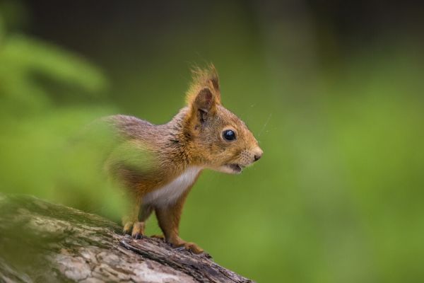 PHOTOWALL / Squirrel (e324869)