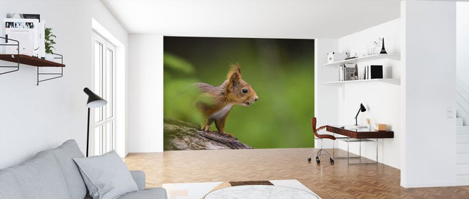 PHOTOWALL / Squirrel (e324869)