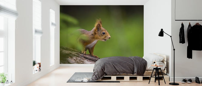 PHOTOWALL / Squirrel (e324869)