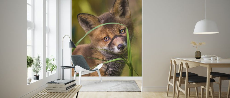 PHOTOWALL / Foxy II (e324872)