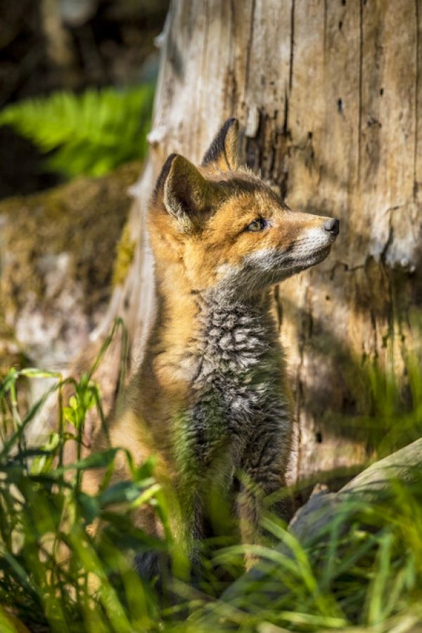 PHOTOWALL / Foxy IIII (e324874)