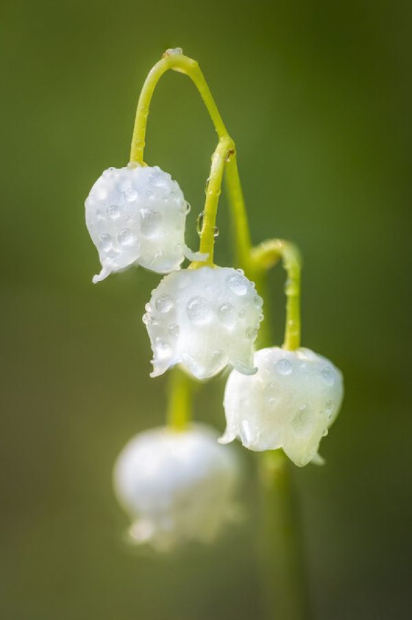 PHOTOWALL / Lily of the Valley (e324876)