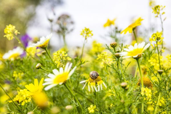 PHOTOWALL / Summer Flowers (e324886)