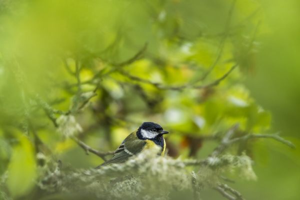PHOTOWALL / Great Tit (e324888)