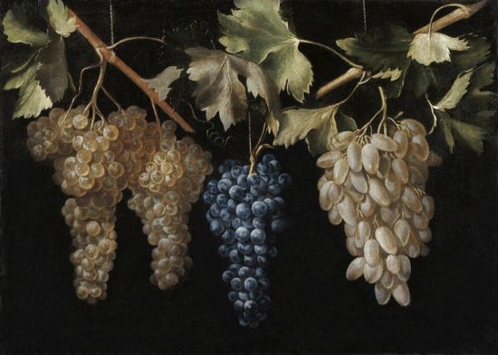 PHOTOWALL / Four Bunches of Hanging Grapes - Juan Fernandez (e325869)