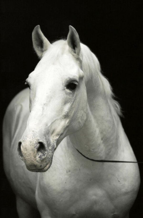 PHOTOWALL / White Stallion - Erich Lessing (e325898)